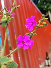 Mirabilis viscosa