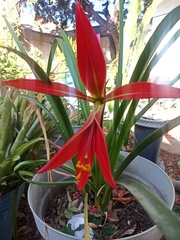 Sprekelia