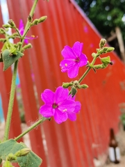 Mirabilis viscosa