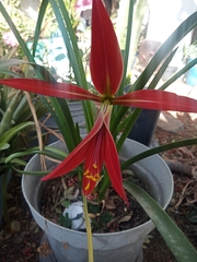 Sprekelia