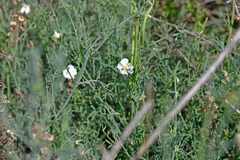Helianthemum apenninum