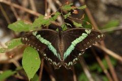 Papilio nireus