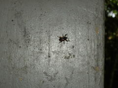 Elytrocoptus lemniscatus