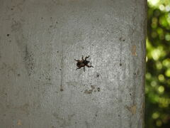 Elytrocoptus lemniscatus