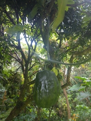 Cucurbita moschata