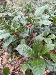 Ardisia japonica
