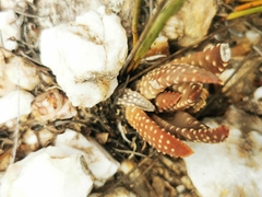 Tulista pumila