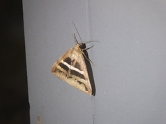 Grammodes geometrica