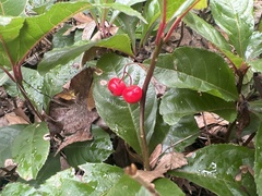 Ardisia japonica