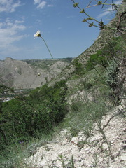 Anthemis fruticulosa