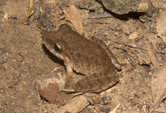 Pristimantis fenestratus