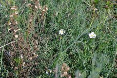 Helianthemum apenninum