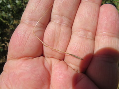 Austrostipa semibarbata