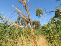 Austrostipa semibarbata