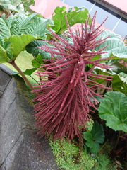 Gunnera insignis
