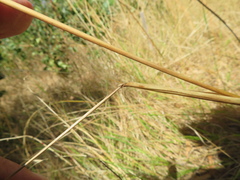 Austrostipa semibarbata