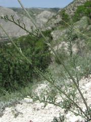 Anthemis fruticulosa