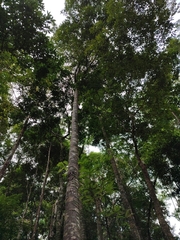 Parashorea stellata