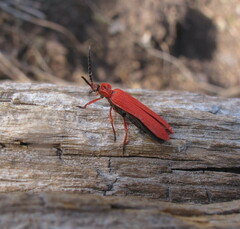 Dictyoptera simplicipes