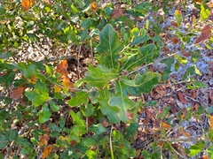 Quercus chapmanii