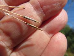 Austrostipa semibarbata