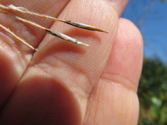Austrostipa semibarbata