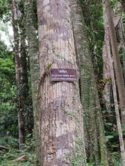 Parashorea stellata