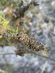 Lipotriches flavoviridis