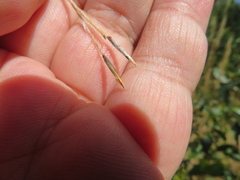 Austrostipa semibarbata