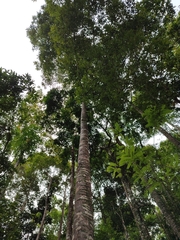 Parashorea stellata