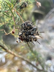 Lipotriches flavoviridis