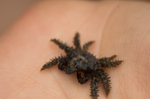 Mithraculus nodosus