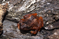 Diasporus hylaeformis