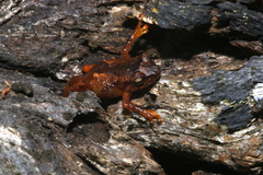 Diasporus hylaeformis