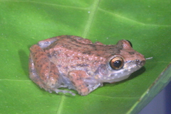 Eleutherodactylus planirostris