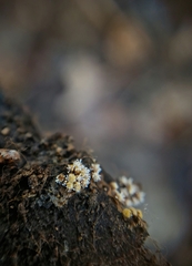Polycephalomyces tomentosus