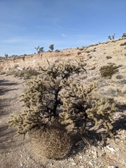 Cylindropuntia acanthocarpa acanthocarpa
