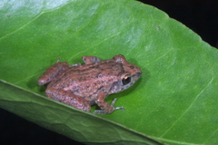Eleutherodactylus planirostris