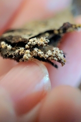 Polycephalomyces tomentosus