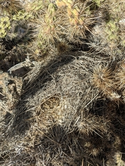 Cylindropuntia acanthocarpa acanthocarpa