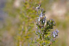 Salvia rosmarinus