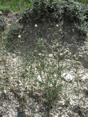 Anthemis fruticulosa