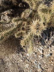 Cylindropuntia acanthocarpa acanthocarpa