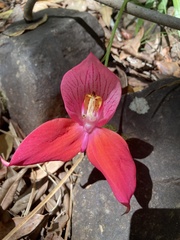 Disa uniflora