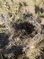 Cylindropuntia acanthocarpa acanthocarpa