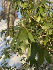Rhododendron maximum