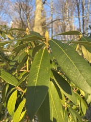 Rhododendron maximum