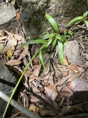 Disa uniflora