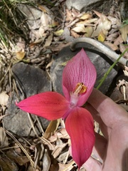 Disa uniflora