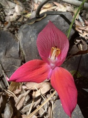 Disa uniflora